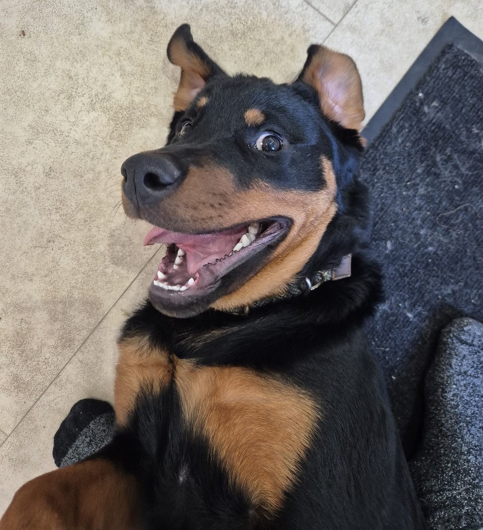 Klaus — our Rottweiler puppy