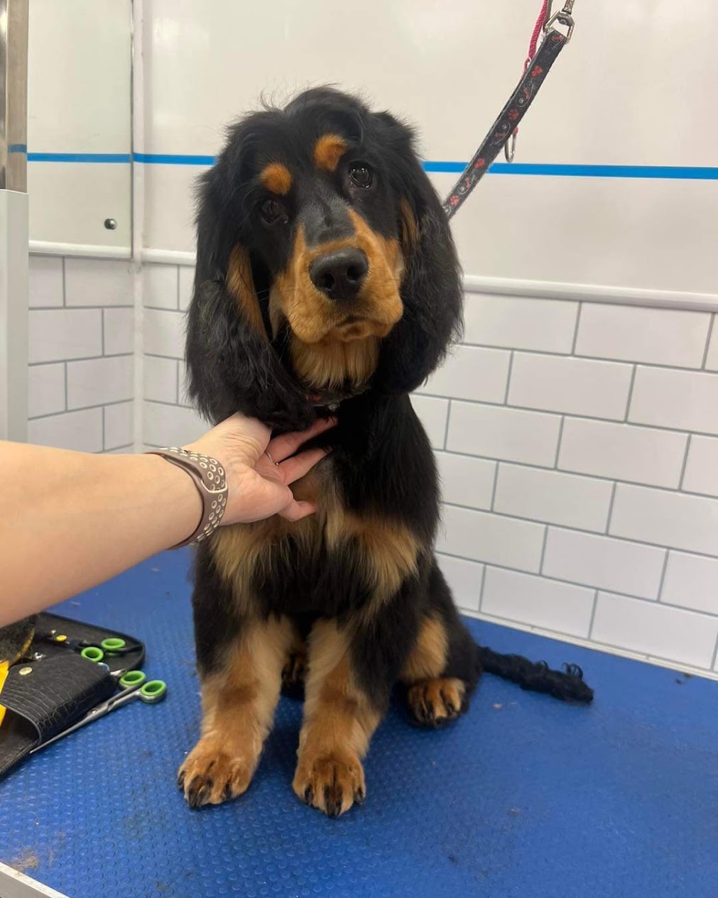 Cocker Spaniel being groomed