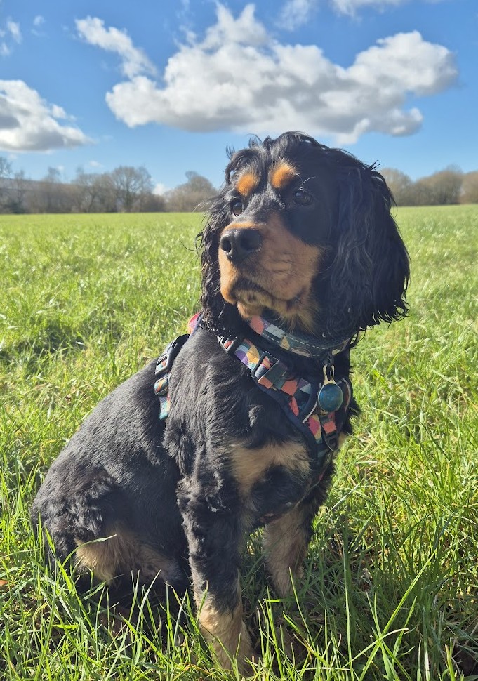 Cocker Spaniel in the UK countryside