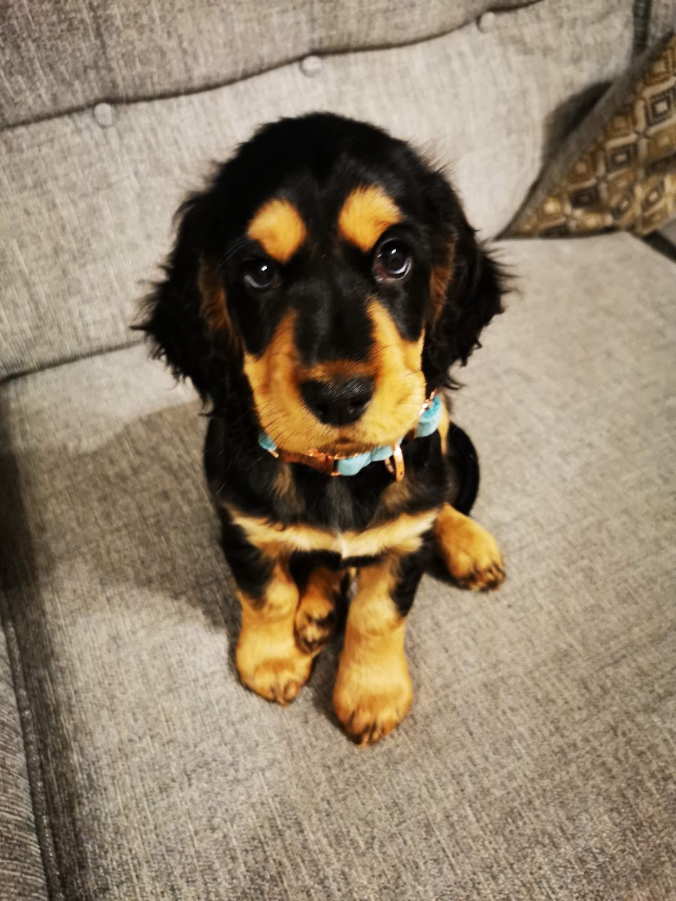 Cocker Spaniel puppy