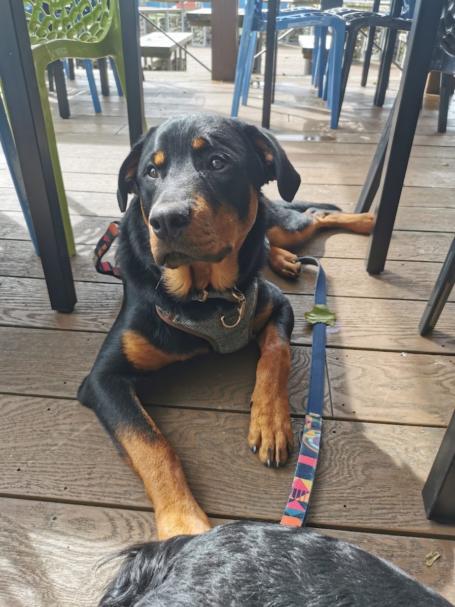 Rottweiler being groomed