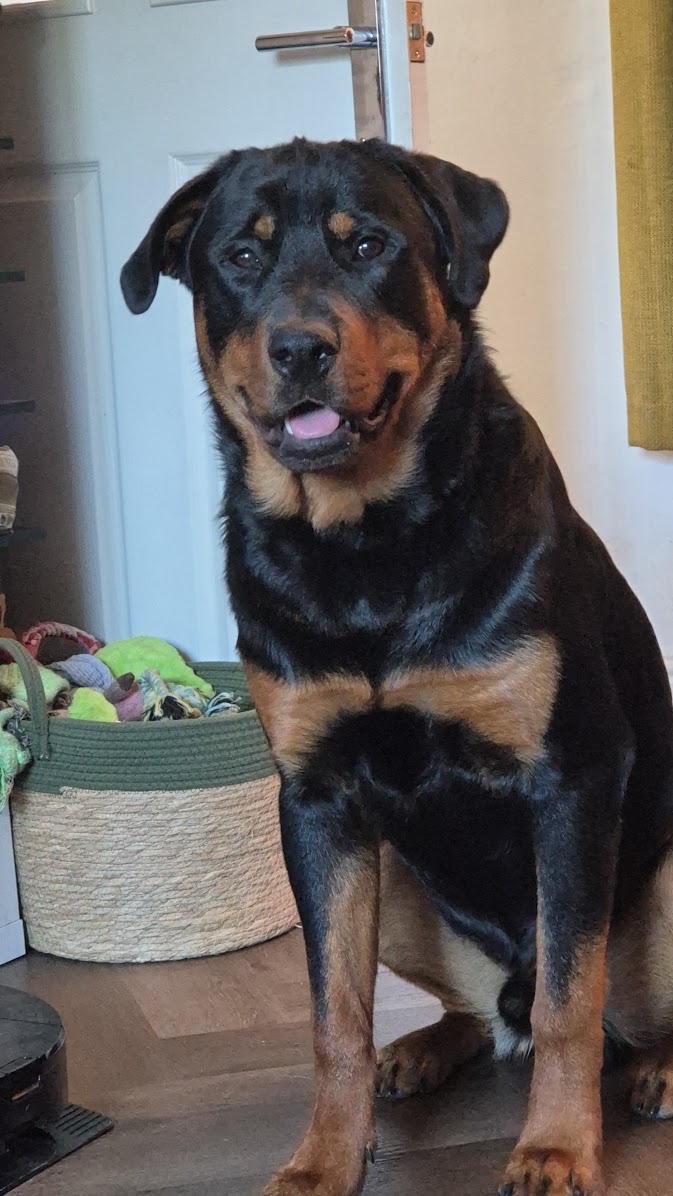 Rottweiler at the vet