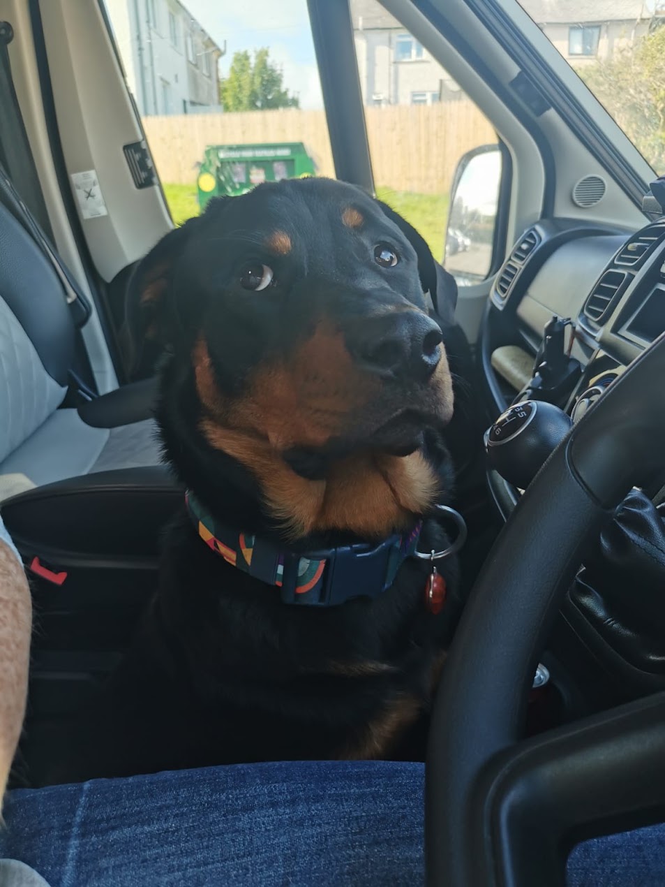 Rottweiler puppy